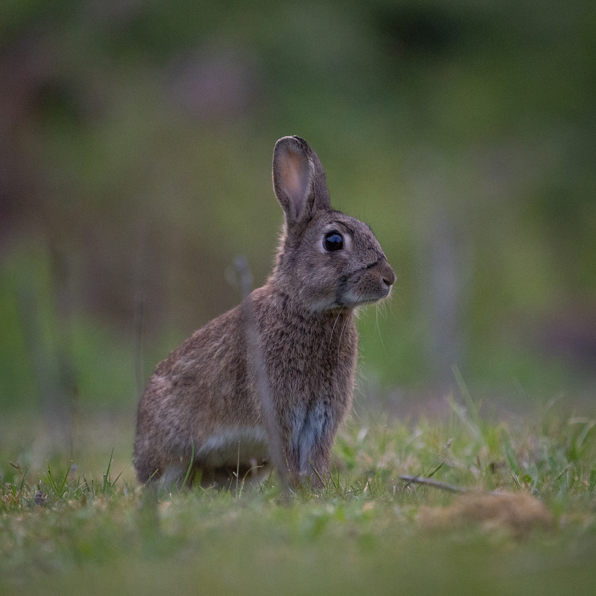 Portrait d’un jeune lapin dans une prairie verte