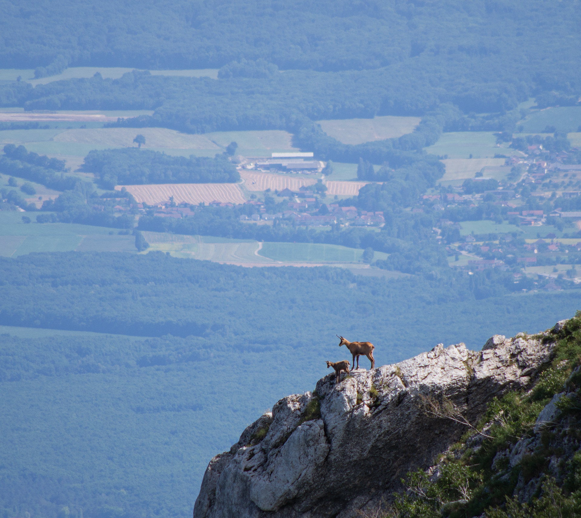 Chamois sur une crête avec la vallée en arrière-plan