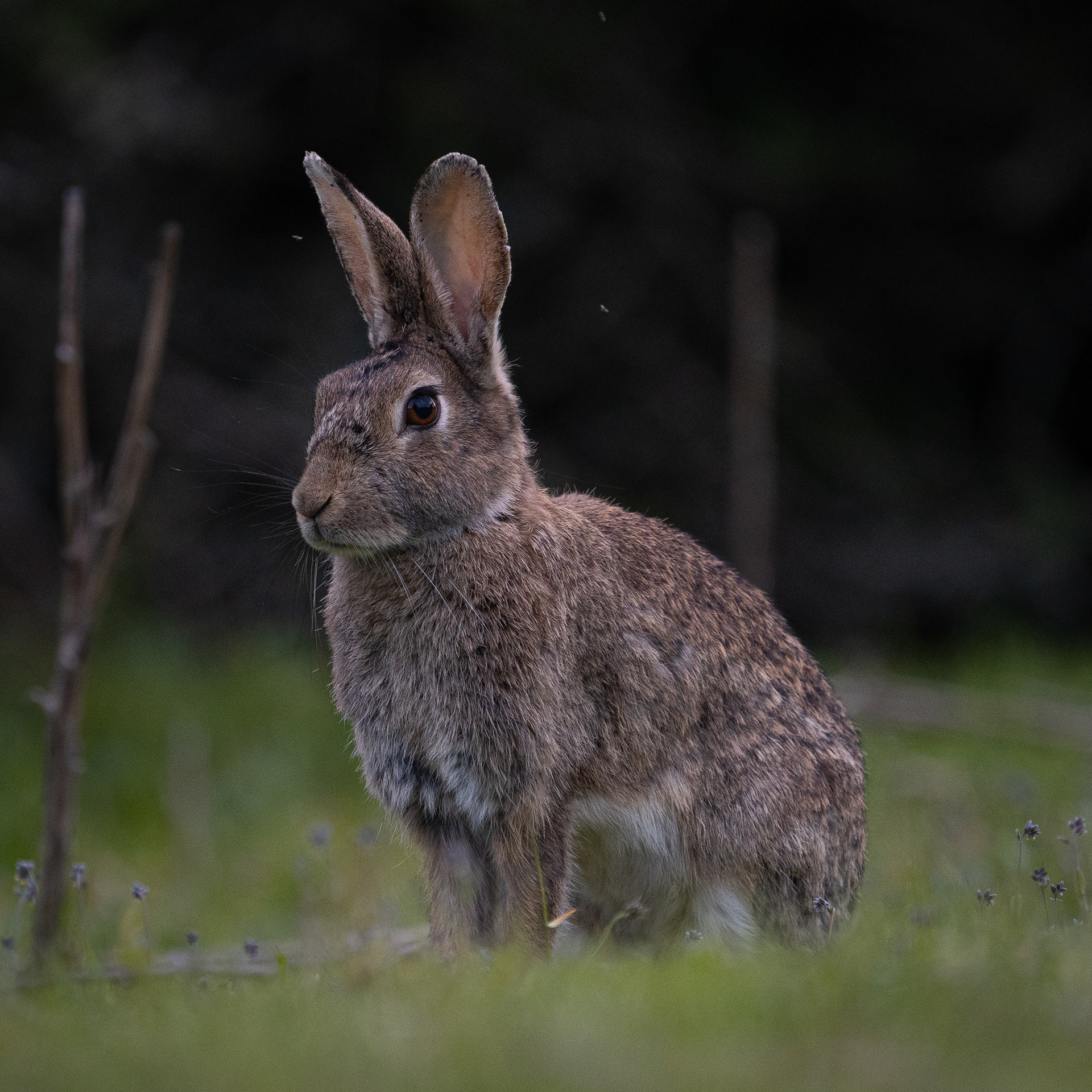 Lapin sauvage dans une prairie, photographié à hauteur d’animal