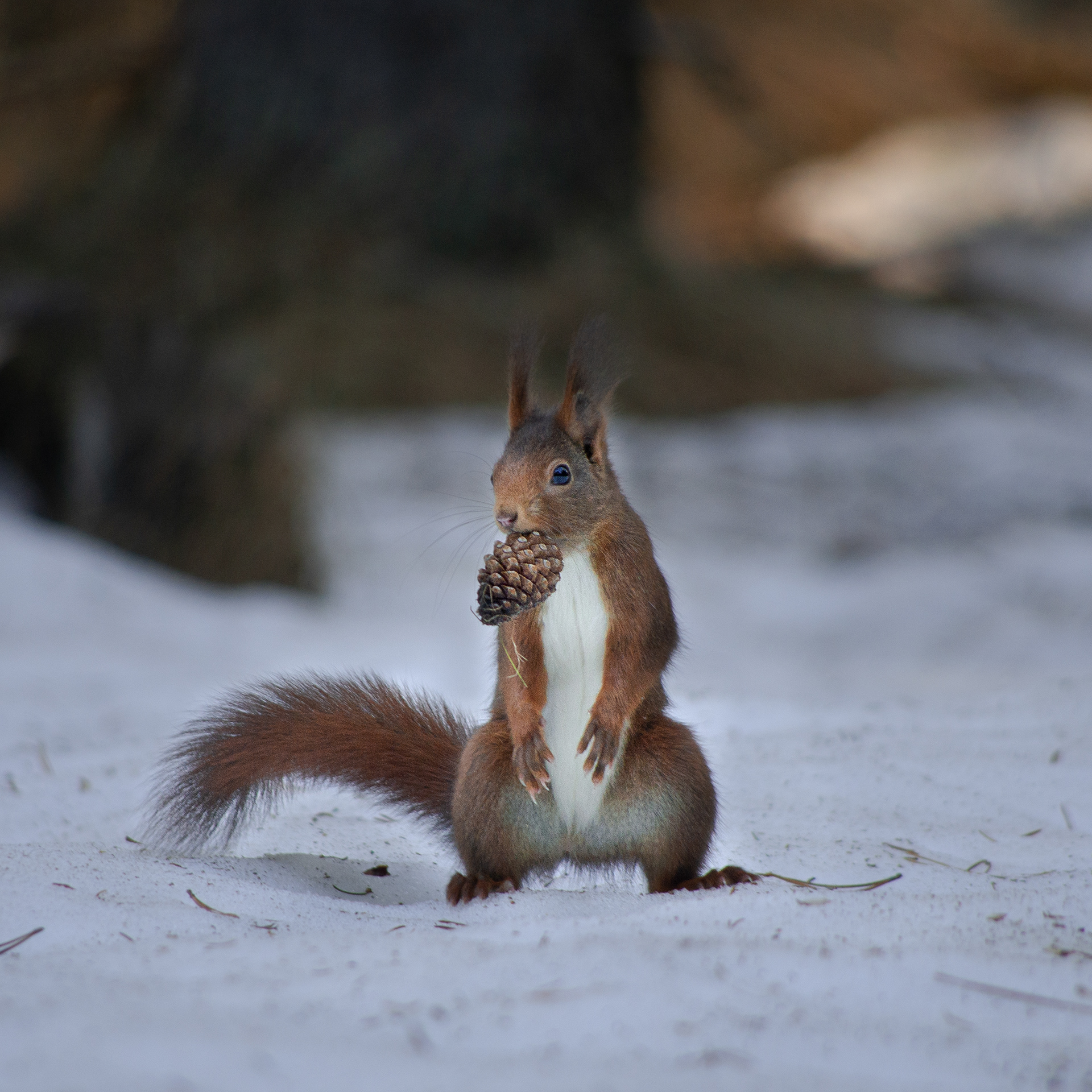 Écureuil roux debout dans la neige