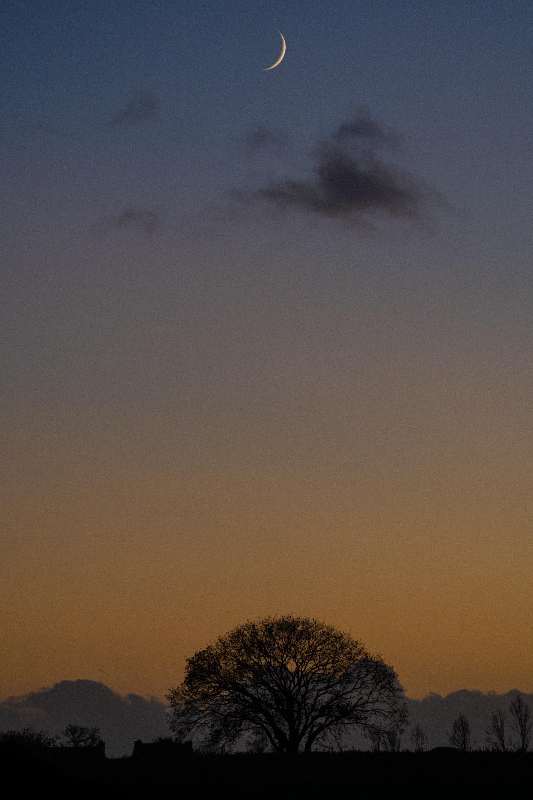 Fin croissant de lune au-dessus d’un arbre au crépuscule