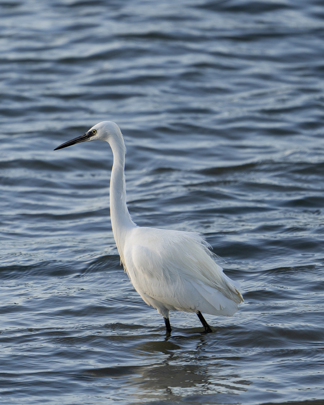 Aigrette blanche avançant dans une eau bleu sombre