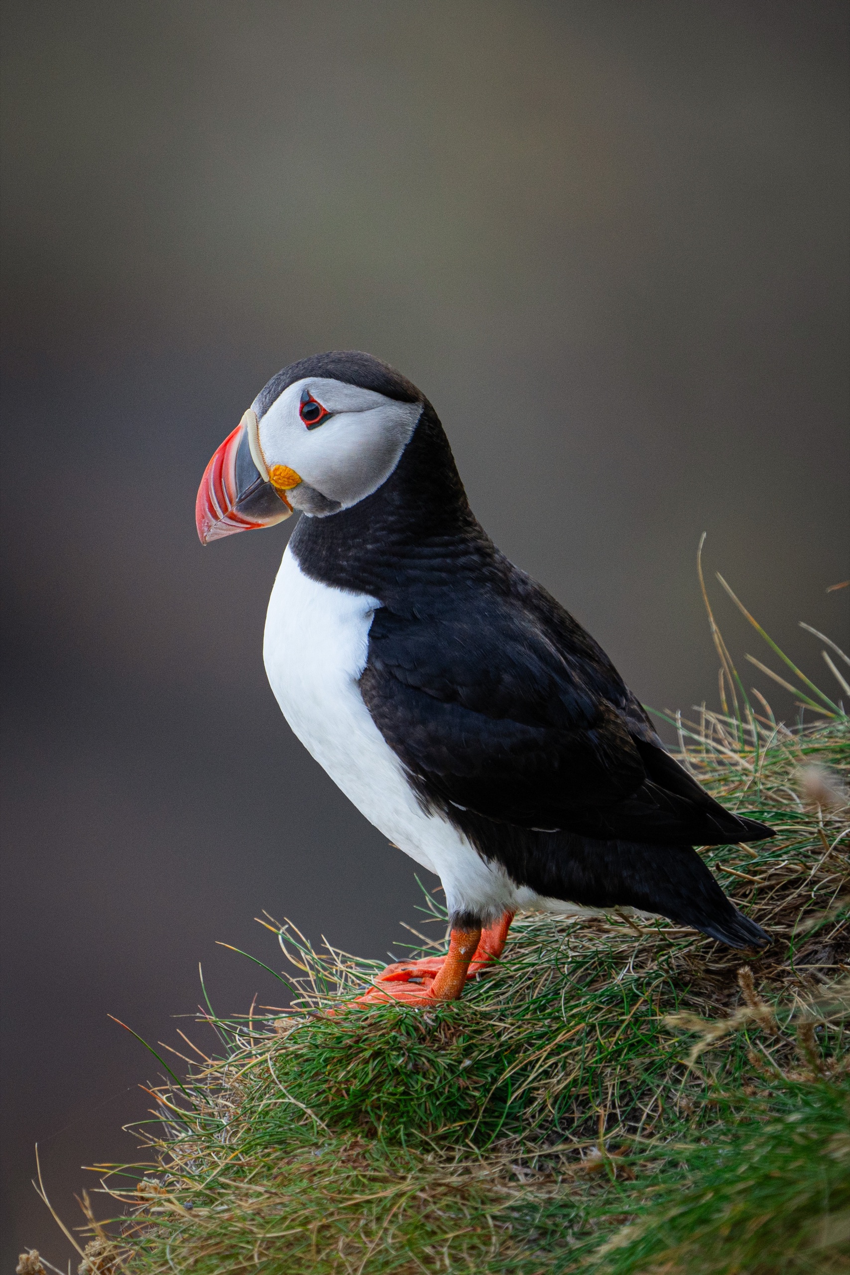 Portrait d’un macareux moine posé sur une falaise herbeuse